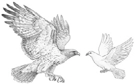 hawks and doves